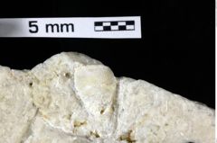 Foto (Detailansicht) von Glaessneropsis heraldica (Moericke, 1897) (NHMW-GEO-1990-0041-0273)